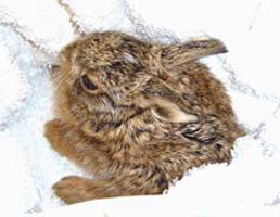 leveret 1 - 3 days old