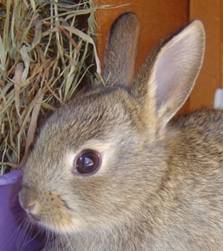 rabbit 9 - 12 days old