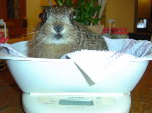leveret being weighed