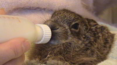 Leveret 12 - 14 days old