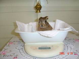 leveret being weighed